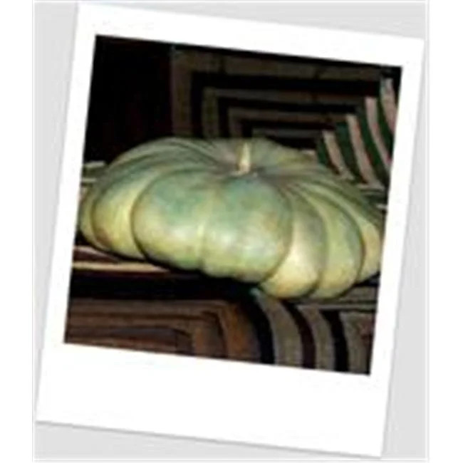 Craft-Tex PUM 6 Flat Jarrahdale Pumpkin Sage Green - Walmart.com | Walmart (US)