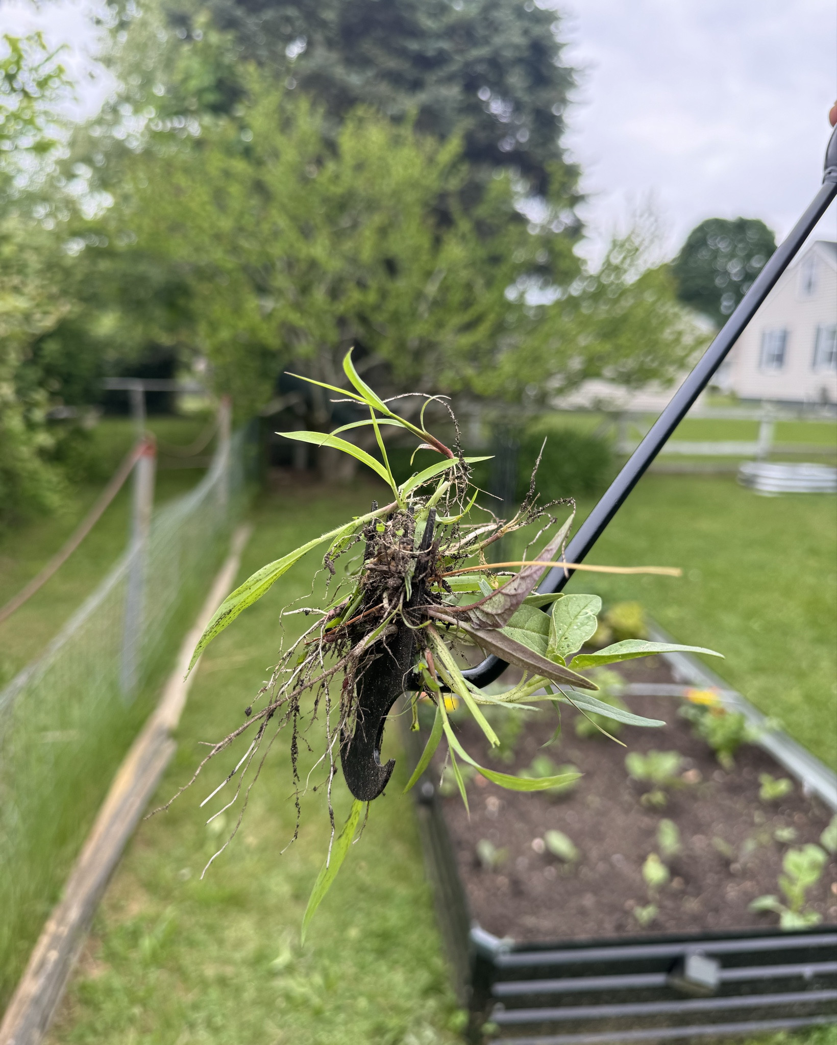 Great tool to pull out those small weeds in the garden! It comes in a pack of 2 and I keep them near the garden beds for everyday use! 

#LTKFamily #LTKSeasonal #LTKHome