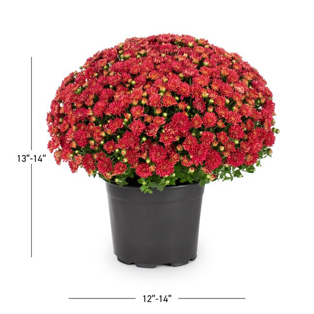 Lowe's Red Mum in 3-Quart Pot | Lowe's