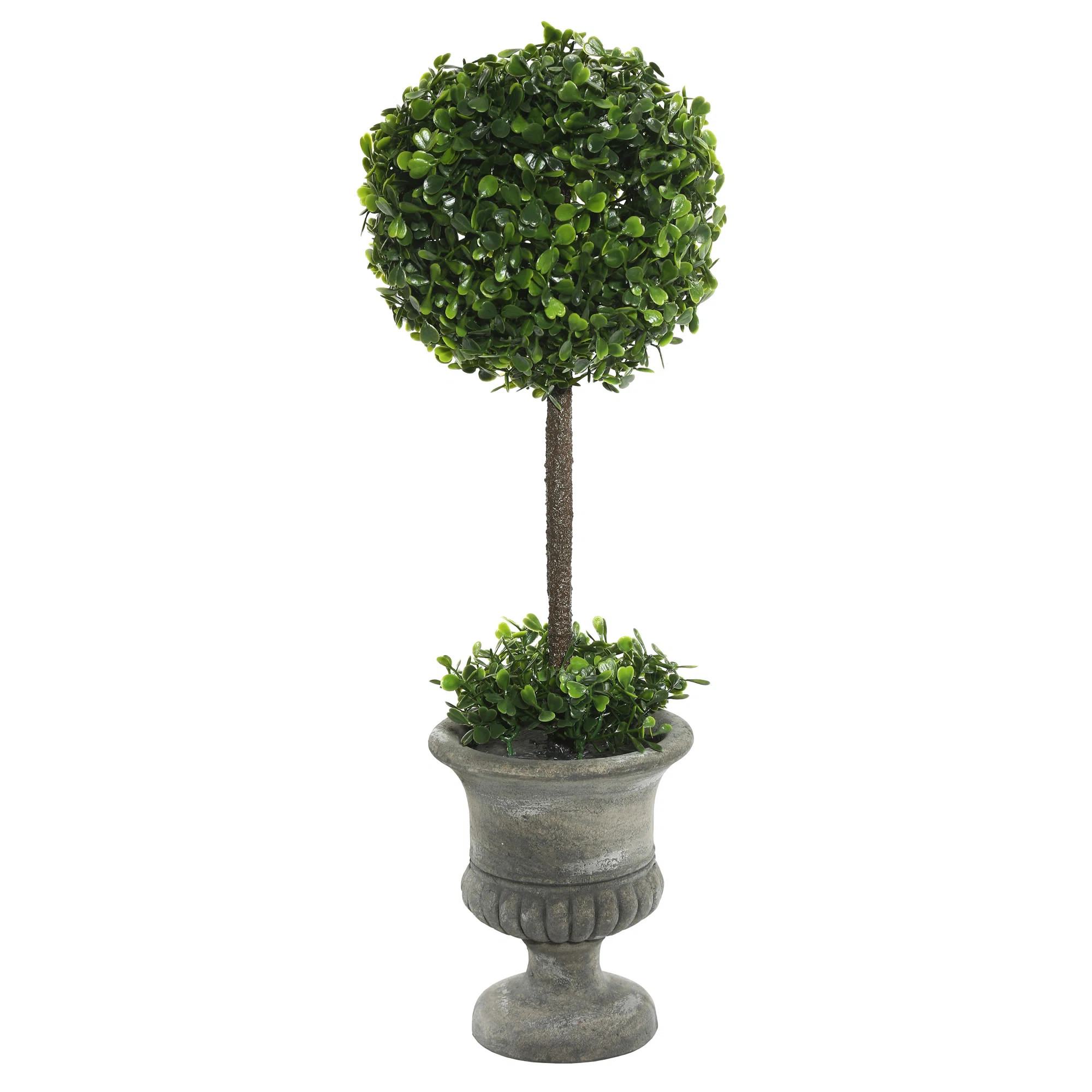 Ophelia & Co. Boxwood Foliage Topiary in Urn & Reviews | Wayfair | Wayfair North America