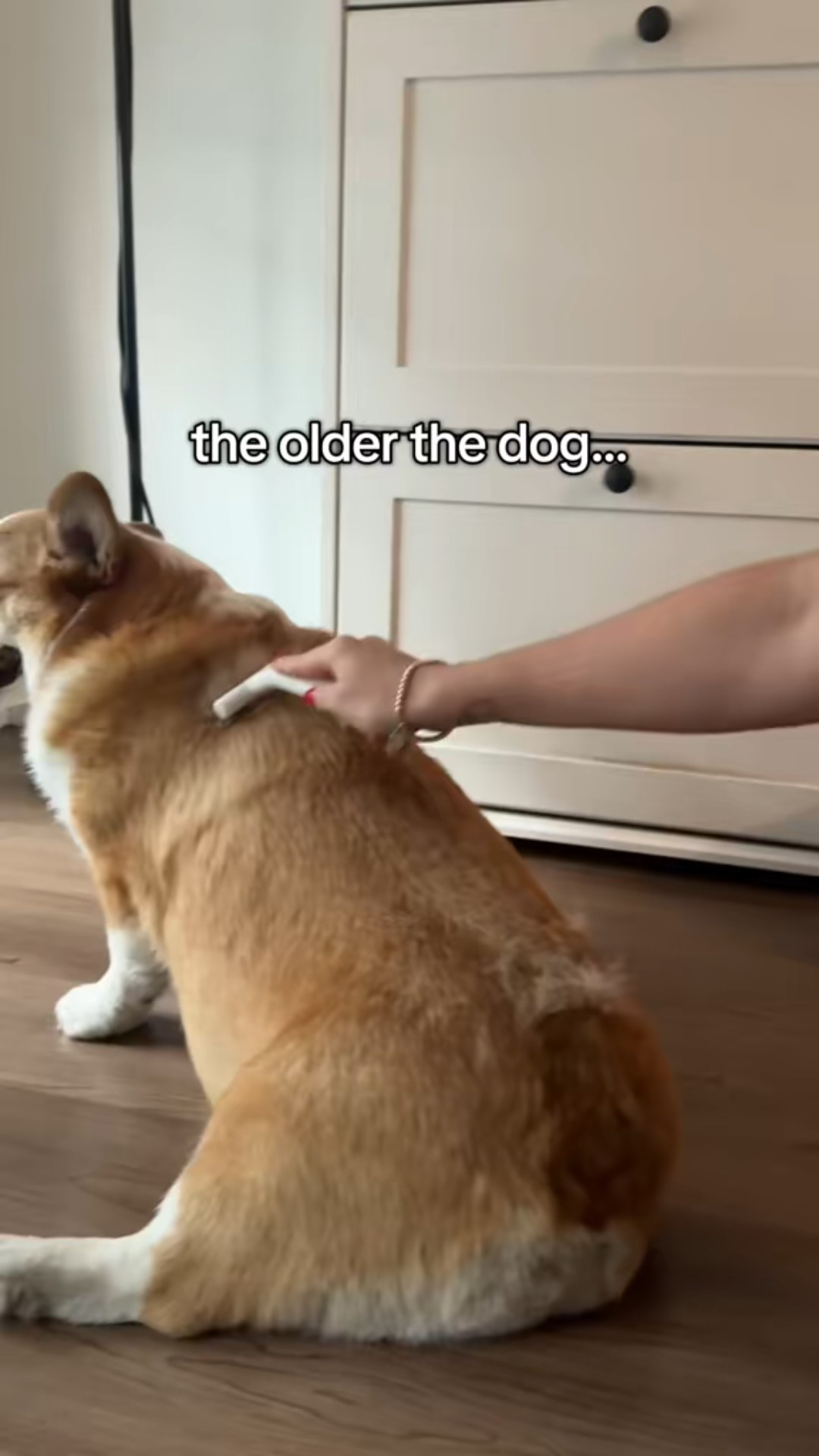 Best brush for dogs 


#LTKFamily #LTKPets #LTKHome