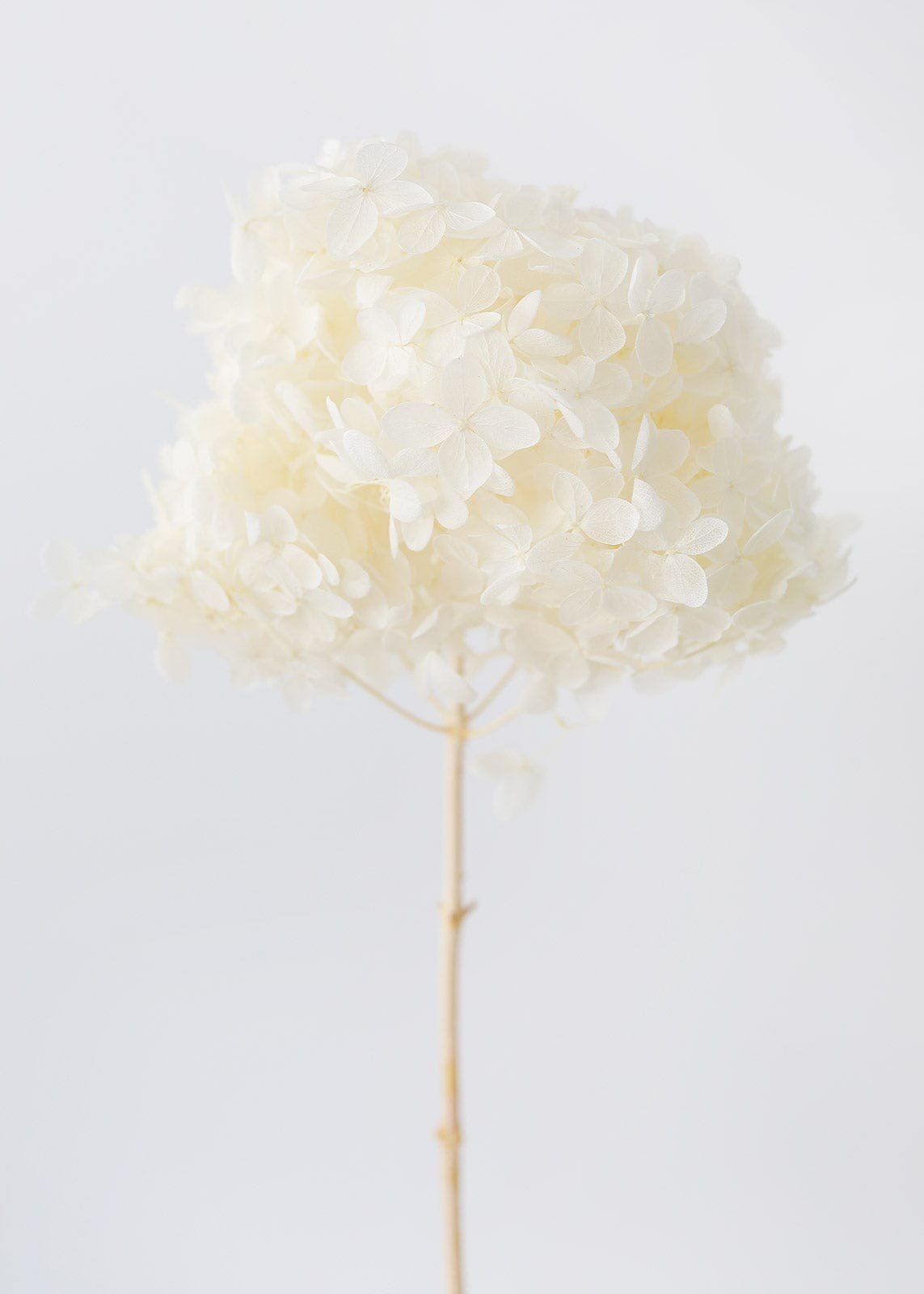 Dried Hydrangea in Cream - 22-24 | Afloral (US)