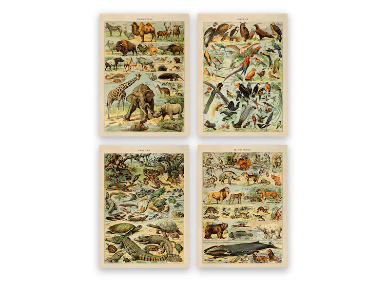 Animal Themed Set of 4 Prints, Adolphe Millot Educational Wall Art Featuring Reptiles Birds and M... | Etsy (US)
