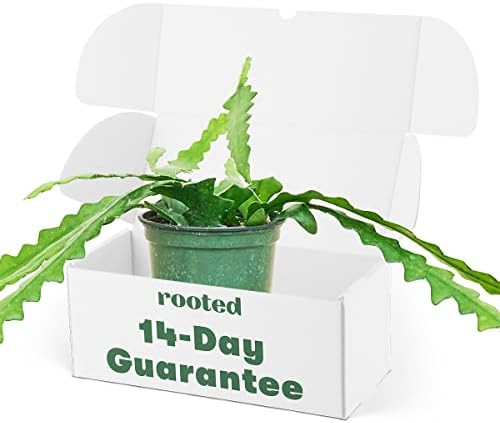 RIC Rac Cactus - Epiphyllum anguliger | Live, Easy to Grow, and Rare Houseplant (4" Wide Pot) | Amazon (US)