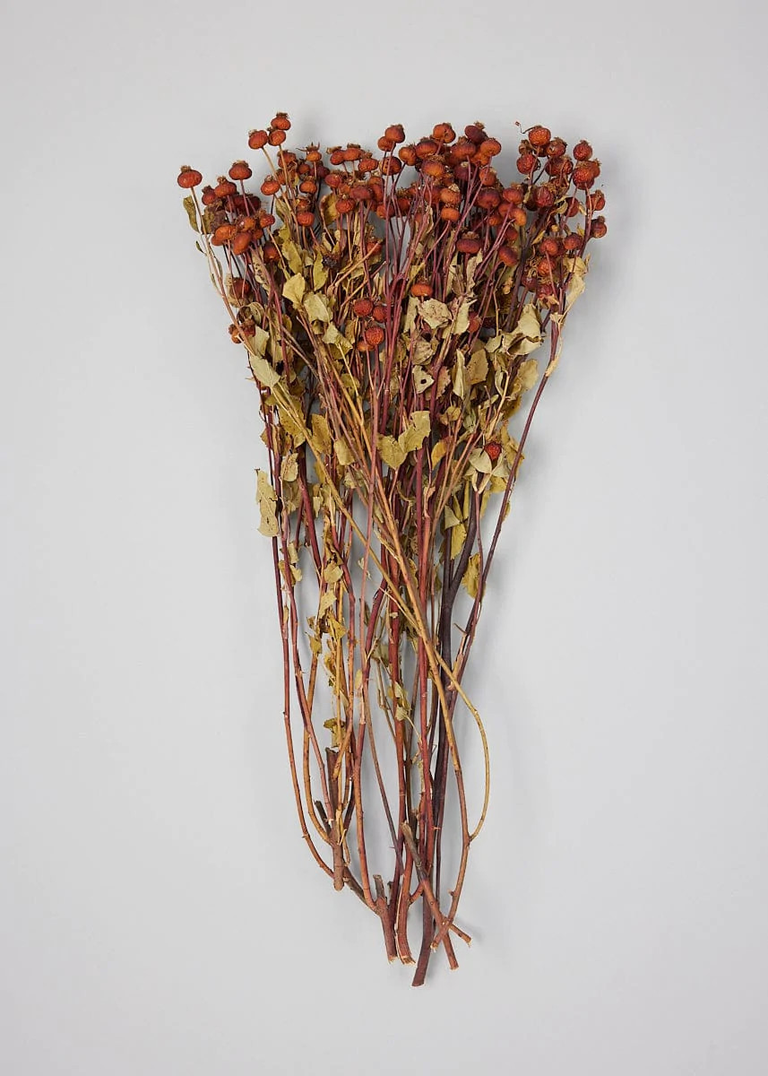 Natural Red Dried Rose Hip Pod Branches | Afloral