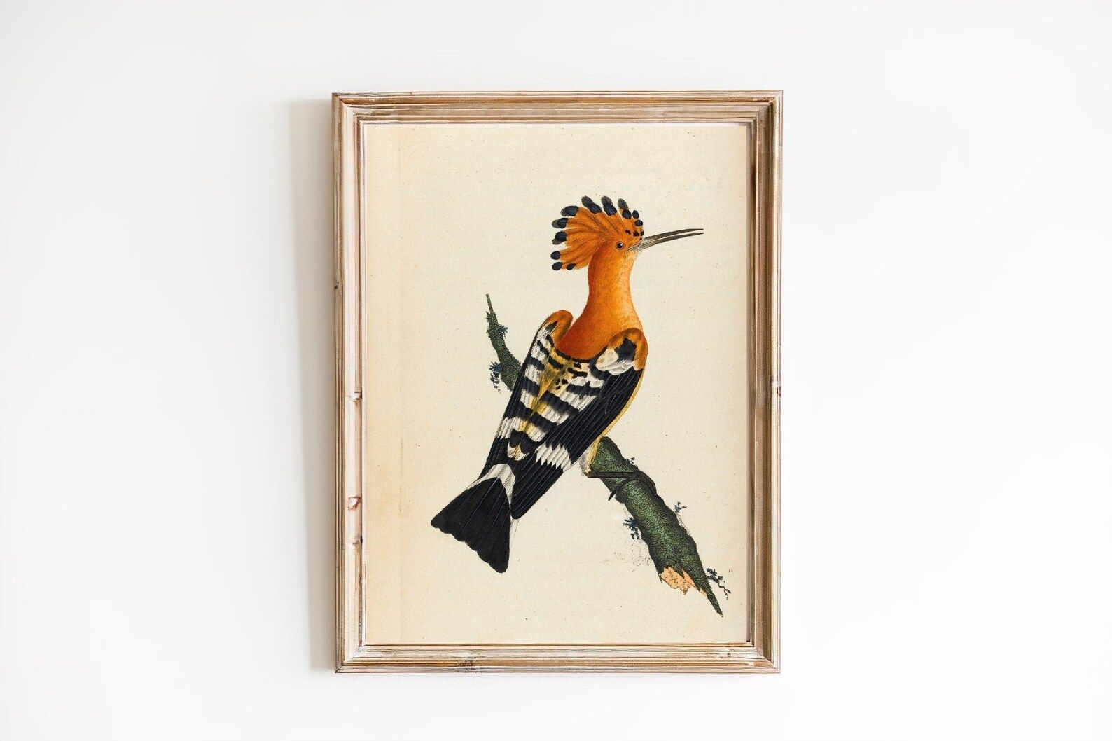 FREE SHIPPING  Orange Hoopoe Bird Vintage Art  Antique Bird | Etsy | Etsy (US)