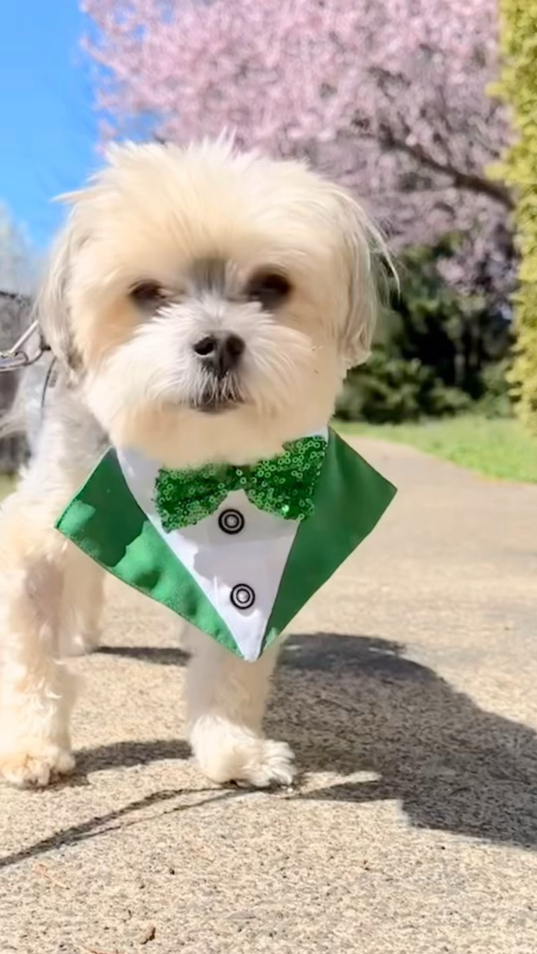 Kane looking dapper for St Patrick’s Day

#LTKsalealert #LTKSeasonal