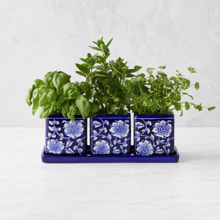 Blue & White Ceramic Herb Tray with Pots, Set of 3 | Williams-Sonoma