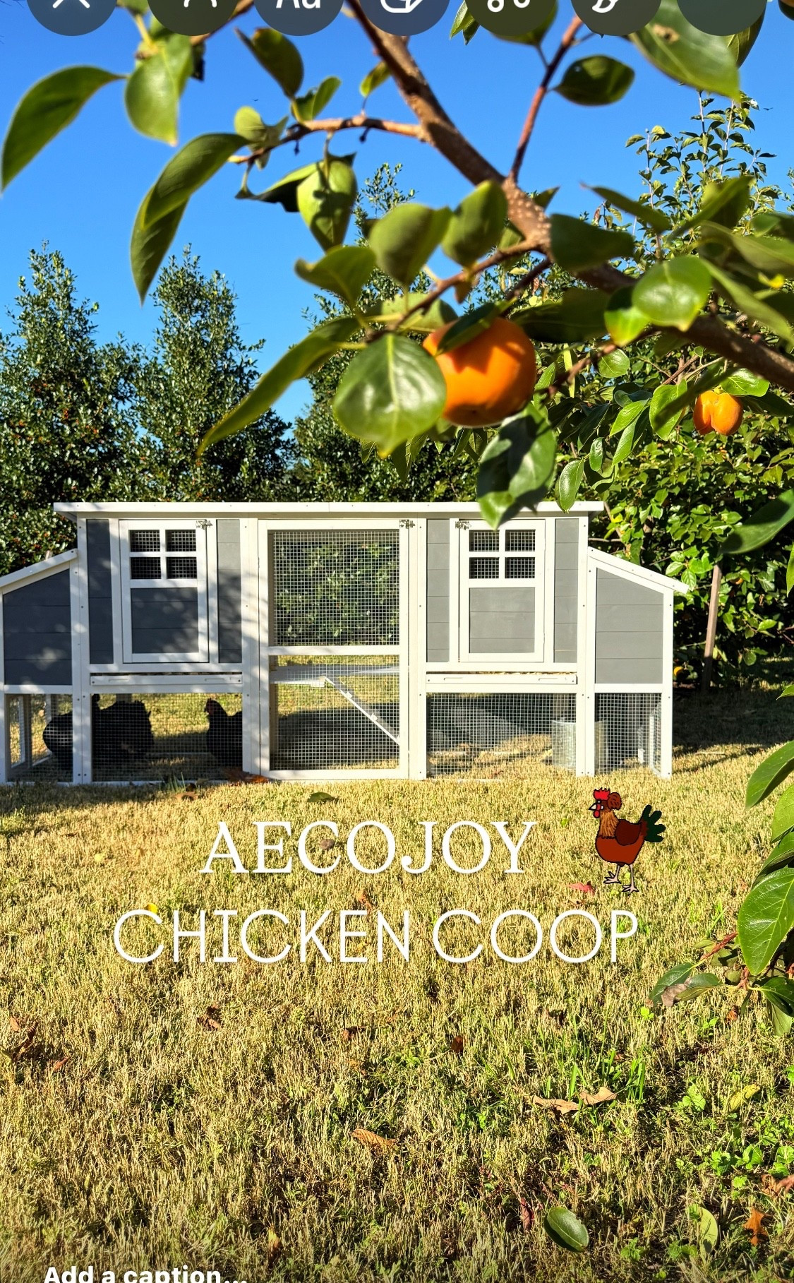 Chicken coop 
Backyard coop 

#ltkfind
#ltk

#LTKHome