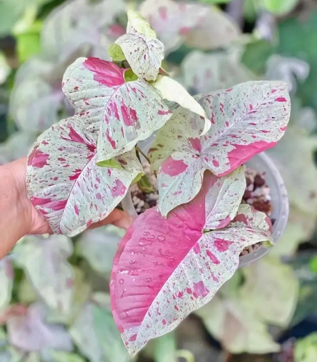 Syngonium Milk Confetti starter plant **(ALL plants require you to purchase ANY 2 plants!)** | Etsy (US)