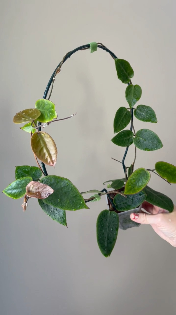 Were you following @hoyaappreciation this summer? If you were, you’ll remember when the rabbits decimated my #hoyainflata while it was living outside. This is her comeback video!

Before she was torn to threads she bloomed all of the time. I’d anticipate that it’s getting close to when she will feel that her root system is established enough again to push some blooms. Let’s cross our fingers! 🤞

Liz’s personal experience only…every environment is different:
🪴Light: 16 hrs grow lights 
🪴Water: when dry 
🪴Avg Temp last 30 days: 72F
🪴Relative Humidity last 30 days: 53%
🪴Fussy: not for me 
🪴Rate of growth: slow 
🪴Rareness: of the respondents to my poll in my stories, 7% reported having this one.
🪴Growing Medium: coco coir (comment “shop” for a direct link)
🪴Fertilizer: I apply a nutrient-rich fertilizer tailored for Hoyas approximately every other watering when the plant isn’t dormant. It’s packed with essential macro and micronutrients, it’s the best I’ve found for hoyas!🪴(drop “shop” in comments for a link straight to your DMs)
🪴Would Liz recommend this one: yes

👍follow for more & 🏷️ like for future reference 

#ilovehoyas #hoyacollector #hoyahead #hoyaappreciation #hoyacollection #plantsmakemehappy #ihavethisthingwithplants #easilydistractedbyplants 

#LTKCyberWeek #LTKFindsUnder50 #LTKHome