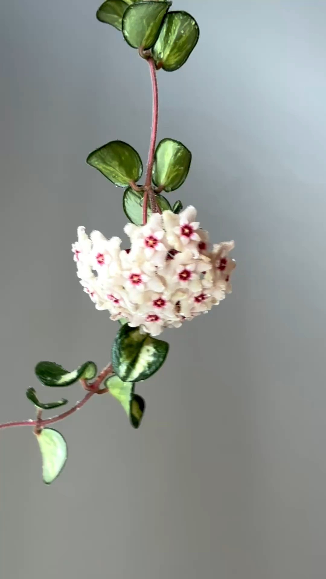 #hoyamathildevariegated is such a cutie! And then it throws out this adorable umbel of flowers. 💗

Liz’s personal care experience only…every environment is different:
🪴Light: in a south facing window
🪴Water: when dry
🪴Avg Temp last 30 days: 74F
🪴Relative Humidity last 30 days: 45%
🪴Fussy: not for me
🪴Rate of growth: medium 
🪴Rareness: not commonly found in stores, but in a lot of private collections lately.
🪴Pot size: 3 oz cup
🪴Potting Mix: coco coir mix
🪴Fertilizer: I apply a nutrient-rich fertilizer tailored for Hoyas approximately every other watering when the plant isn’t dormant. It’s packed with essential macro and micronutrients, it’s the best I’ve found for hoyas!
🪴Rooting Method: in my custom coco coir mix in a clear plastic prop box on top of a heat mat, under a strong grow light.
🪴Time In My Care: a bit over a year
🪴Would Liz recommend this one: yes!

👍follow for more & 🏷️ save for future reference 

#ilovehoyas #hoyacollector #hoyahead #hoyaappreciation

#LTKselfcare