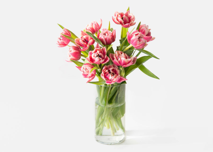 The Peony Tulips | UrbanStems