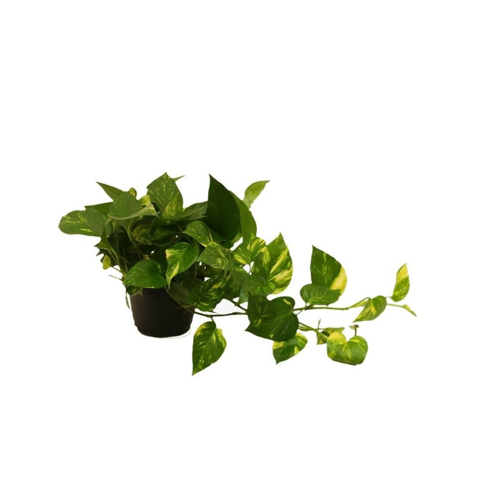 Costa Farms Golden Pothos 6 in. Grower Pot-6GOLDPOTHOS - The Home Depot | The Home Depot