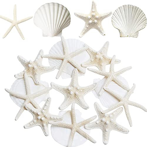 Amazon.com: JQAQJU 3-4 Inches Large Starfish and Scallop Shells for Crafts 12PCS, Natural Beach S... | Amazon (US)