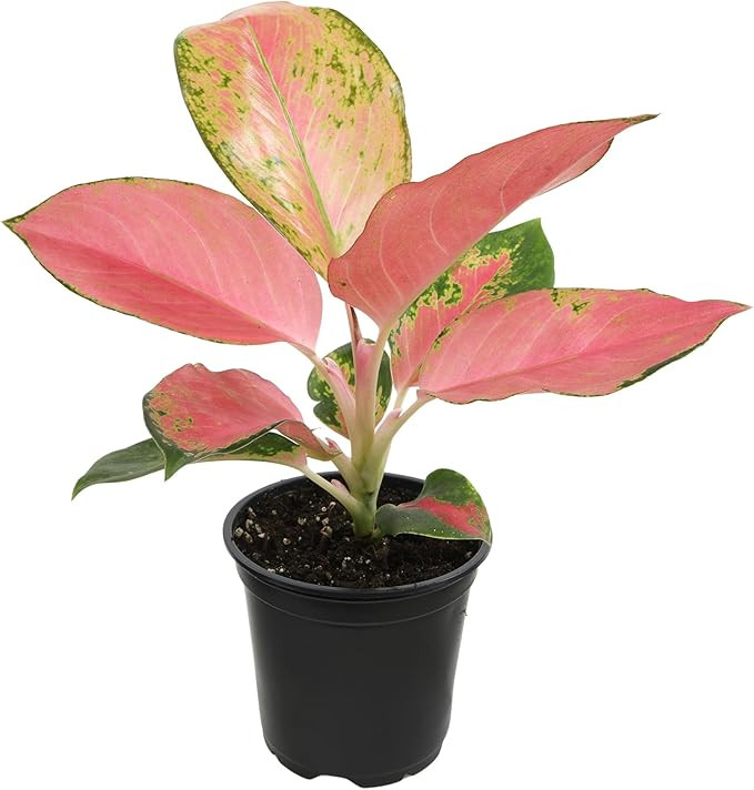 China Red Aglaonema Chinese Evergreen Live Plant, Exotic House Plants Live Tropical Plants, Rare ... | Amazon (US)