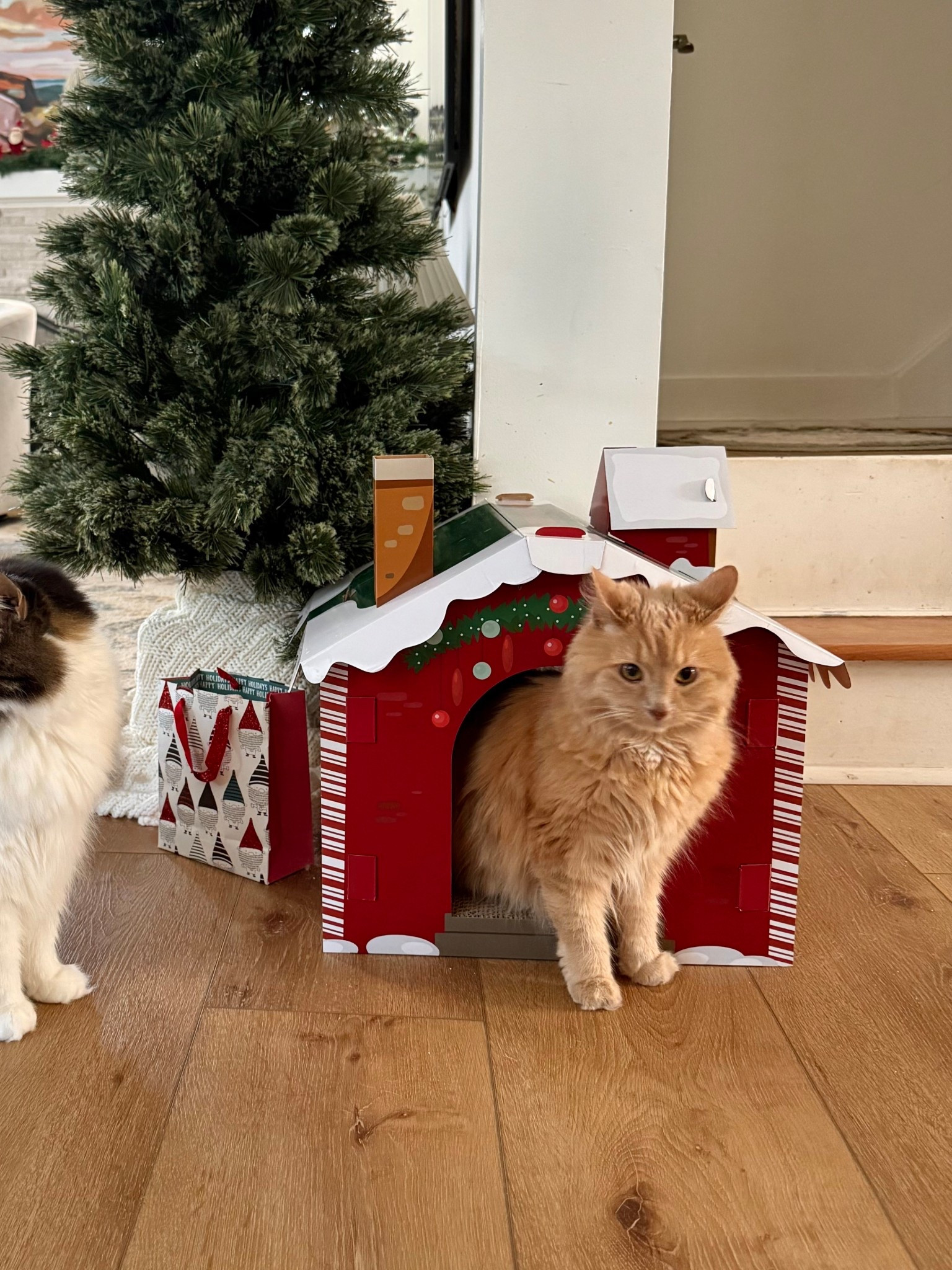 Functional holiday decor for the kitties 🤶🏼✨

#LTKHoliday #LTKHome #LTKPets