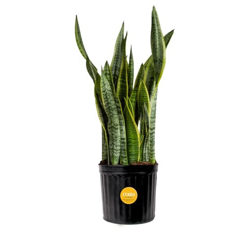 Costa Farms Snake Plant, Live Indoor and Outdoor Sansevieria Plant, Easy Care Tropical Houseplant Potted in Nursery Pot, Air Purifying Succulent Plant in Soil, Housewarming, Home Décor, 2-3 Feet Tall | Amazon (US)