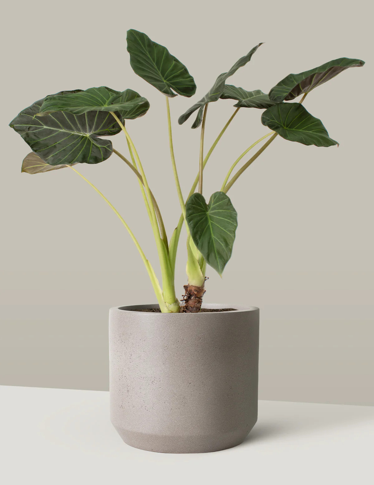 Large Alocasia Regal Shield | The Sill