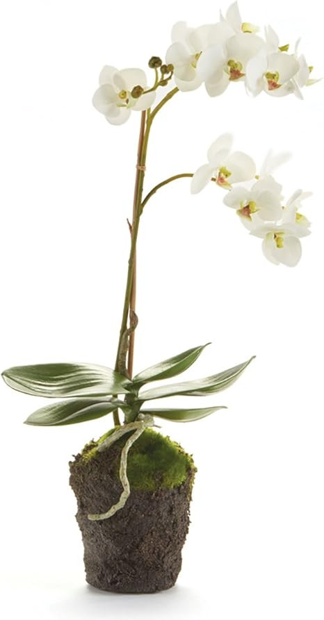 Napa Home & Garden Conservatory PHALAENOPSIS Orchid Drop-in 17-INCH | Amazon (US)