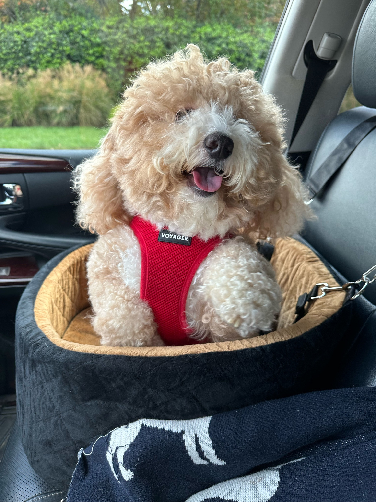 Tucker’s Car seat!

#LTKSeasonal #LTKFindsUnder50 #LTKStyleTip