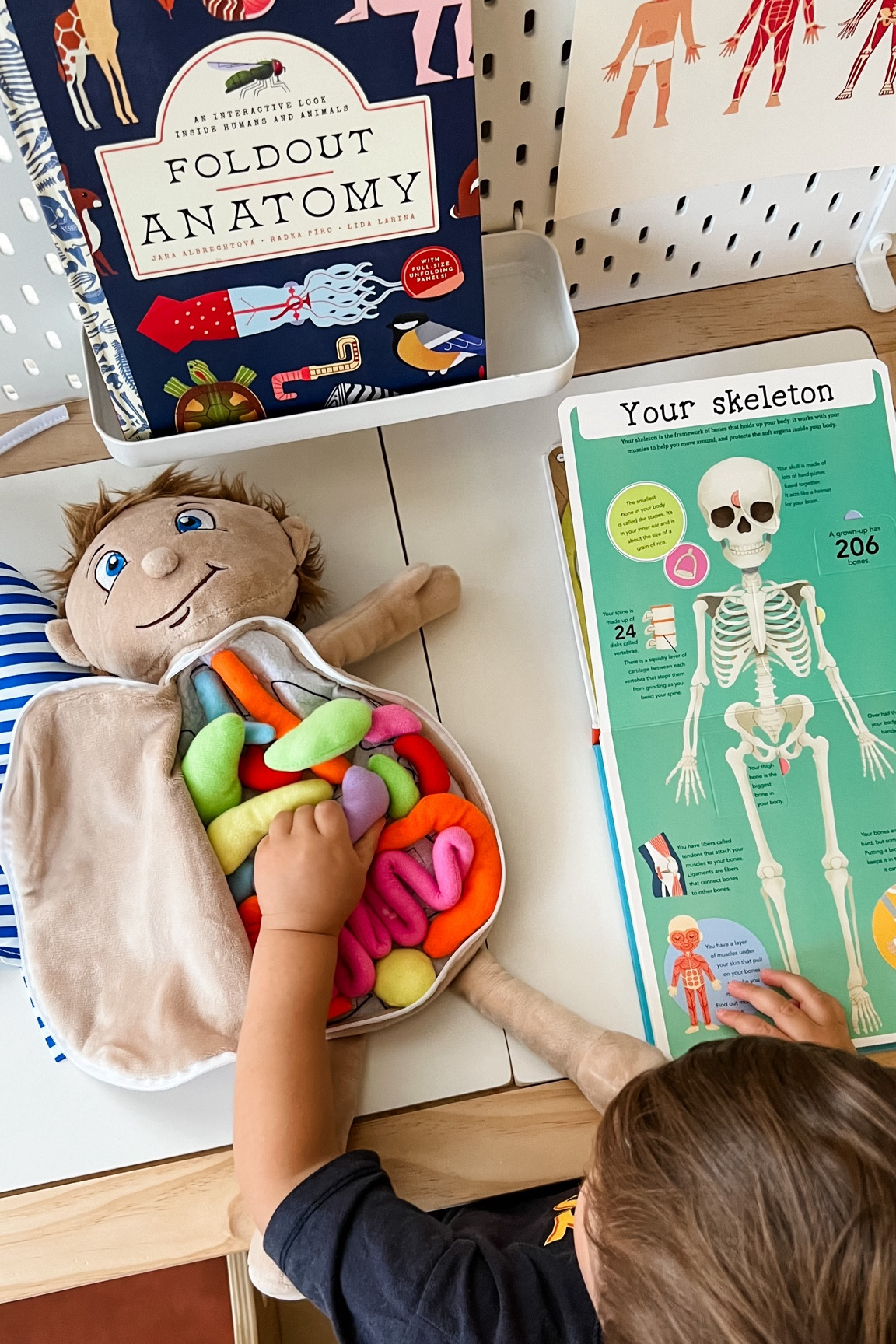 Human Body Toddler Learning