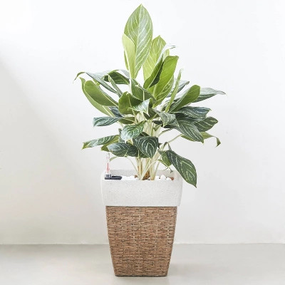 Martha Square Self-Watering Planter Sandy Brown - Vifah | Target