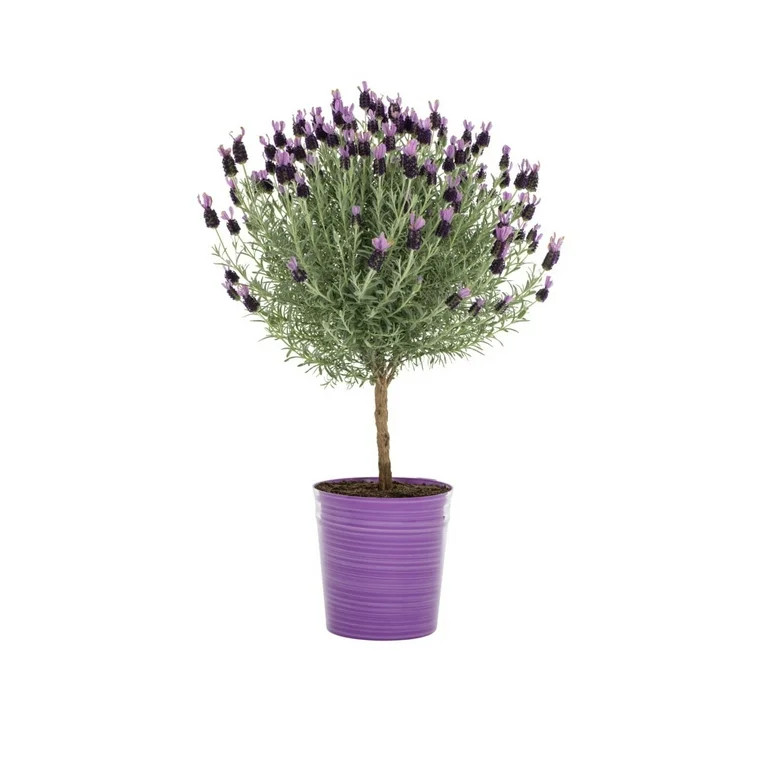 Expert Gardener 2QT Purple Lavender Live Tree Plant Decorative Pot Sun | Walmart (US)