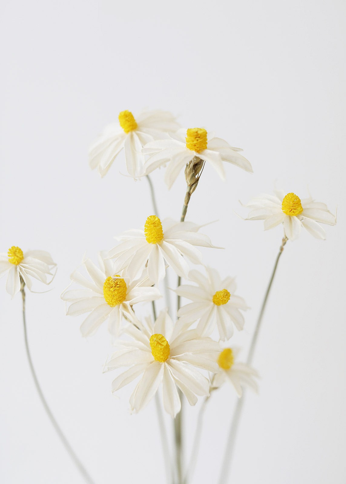 Dried Jewel Orchids in White - 22-32" Tall | Afloral (US)