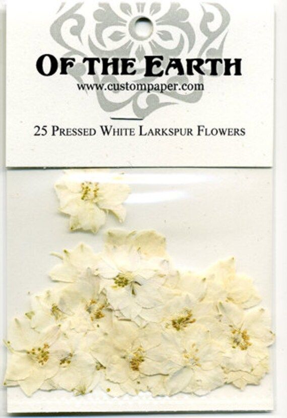 White Larkspur Pressed Flowers - pack of 25  1 inch diameter | Etsy (US)