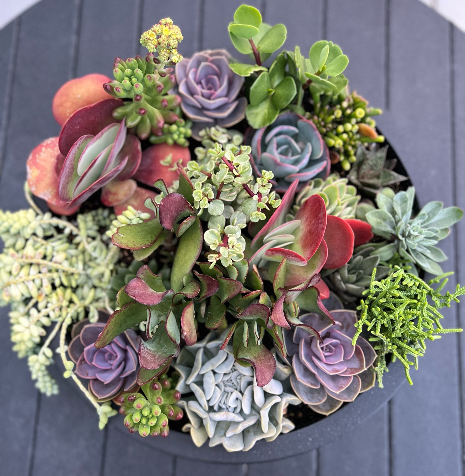 Black tabletop planter. Crate & barrel planters! 

#LTKHome #LTKFallSale #LTKSeasonal