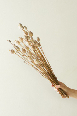 Dried Papaver Bunch | Anthropologie (US)