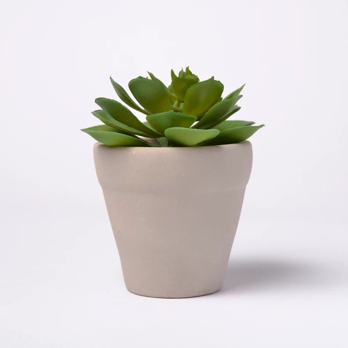 6" Potted Succulent - Lloyd & Hannah | Target