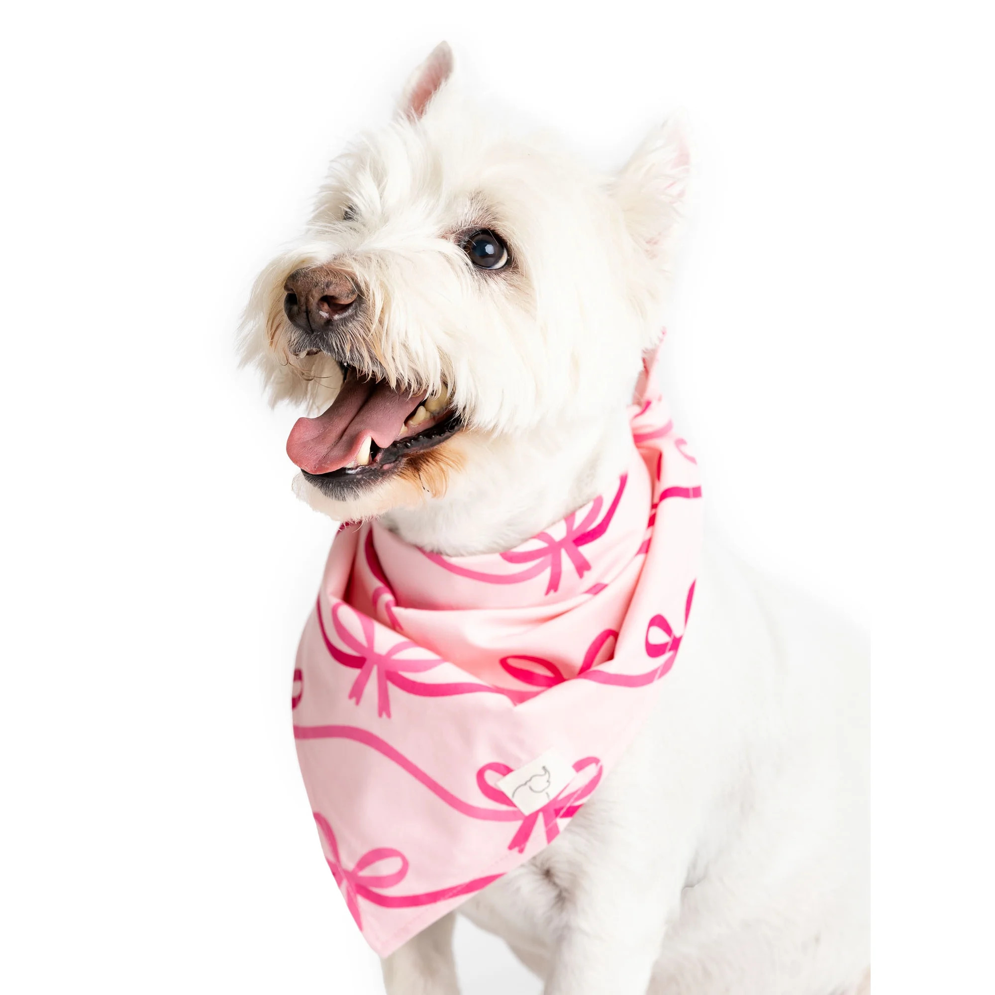 Paris Hilton x Monica + Andy Organic Cotton Pet Bandana - Walmart.com | Walmart (US)