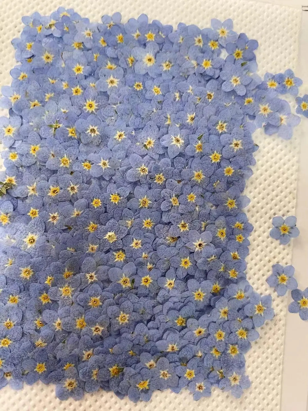 Set of 100 Pcs,pressed Forget Me Nots,blue Forget Me Nots Dried Flower,real Blue Flower,dried Flo... | Etsy (US)