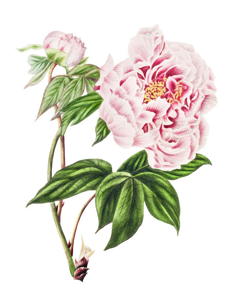 Pink Tree Peony Print Vintage Peony Illustration Pink Flower | Etsy | Etsy (US)