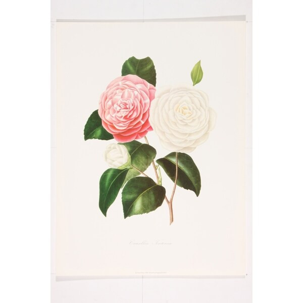 Camelia Teutonia premium Art Print of Flowers by J J Jung | Bed Bath & Beyond