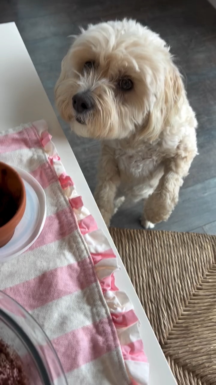Carrot dog treats inspired by @sofia.theminidoodle trying to manifest spring over here ✌️🥕