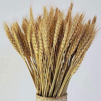 Natural Dried Wheat Stalks, 100 Stems Wheat Sheaves for Flower Arrangements Home Wedding Decor | Amazon (CA)