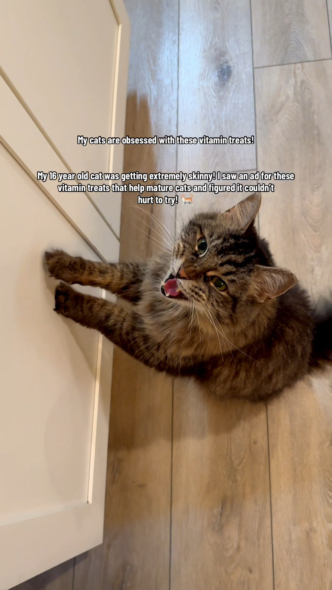 Seriously, give these cat vitamins a try! You will not be disappointed! So happy I did! 🐈🐾

Cats, cat, cat food, animal, pets,

#LTKvlog #LTKU #LTKdayinmylife
