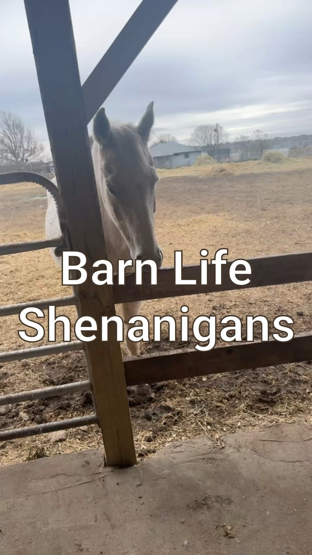Life in the barn is never boring… especially when your horse thinks fences are for chewing, not leaning. 🤦‍♀️😂 

Stargazer, we need to talk about this habit! Anyone else know an animal with the weirdest quirks? 🤍

Follow for more real-life country moments & everyday laughs! ✨

LTKFinds, LTKCreator, barn life, equestrian humor, country living, horses, horse girl, momandmanes
🤣🐴😂🌾✨


#LTKPets #LTKWatchNow
