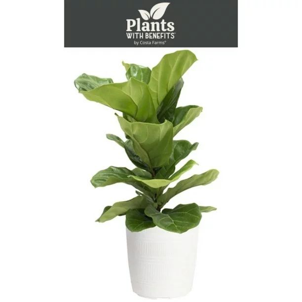 Costa Farms Plants with Benefits Live Indoor 36in. Tall Green Fiddle Leaf Fig; Bright, Indirect S... | Walmart (US)