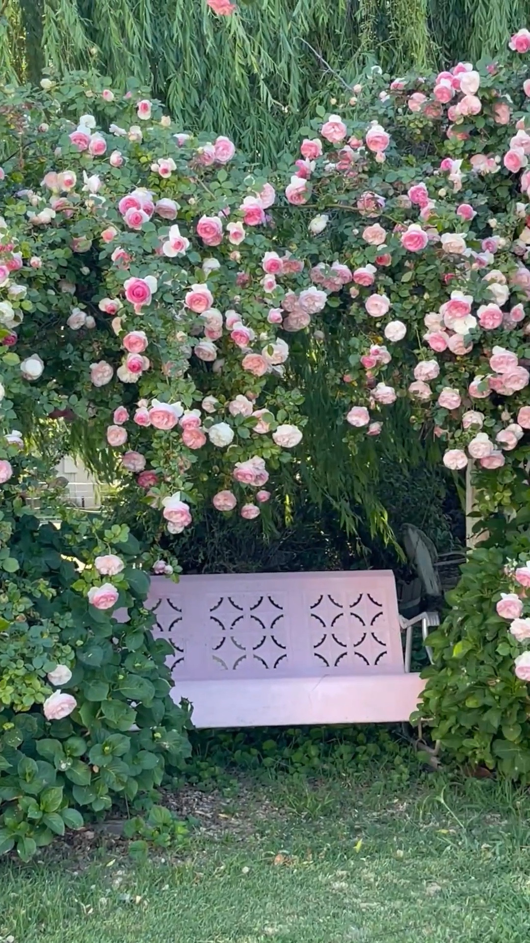 Pink Eden climbing rose bush! Now is a great time to plant roses or gift the gardener in your life the best Easter present, Mother’s Day gift and Father’s Day presentI shared my favorite rose bush, soil, and drippers! 💗 

#LTKdayinmylife #LTKSeasonal #LTKHome