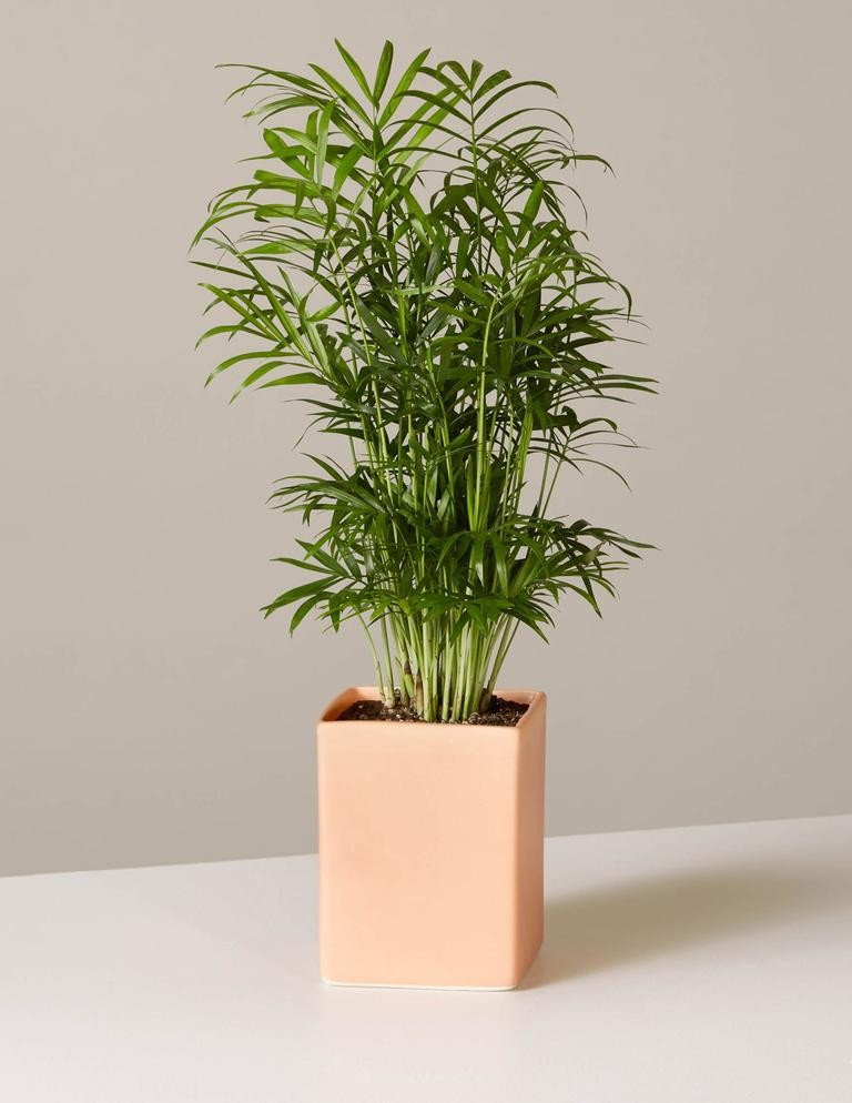 Parlor Palm | The Sill