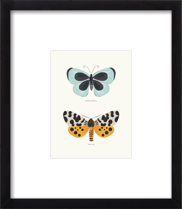 Butterfly Species | Artfully Walls