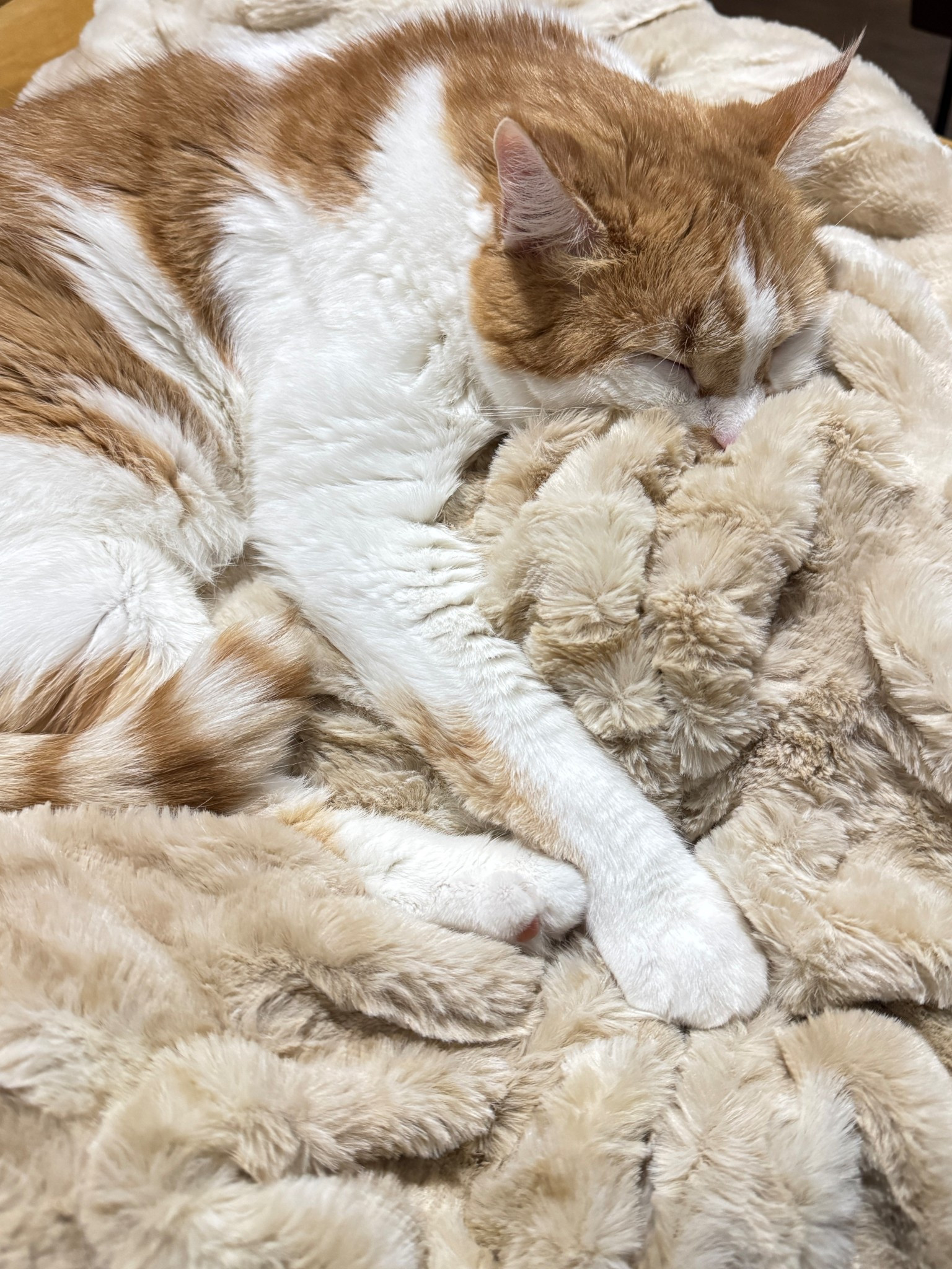 He loves this blanket too!

#LTKHome
