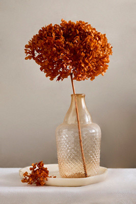 Autumn Hues Dried Hydrangea Bunch | Anthropologie (US)