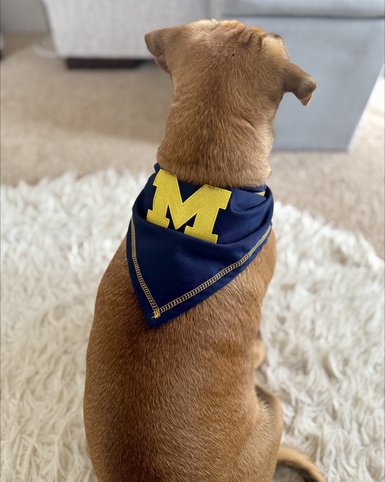 Football season is for dogs too!! 💙💛

#LTKStyleTip #LTKPets #LTKSeasonal