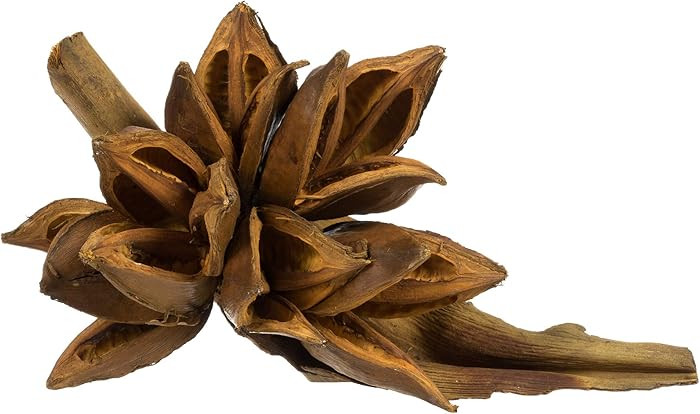 Vickerman 6" Aspen Gold Star Pod, Dried Flowers Arrangement - Rich Texture - Dry Flowers Decorati... | Amazon (US)