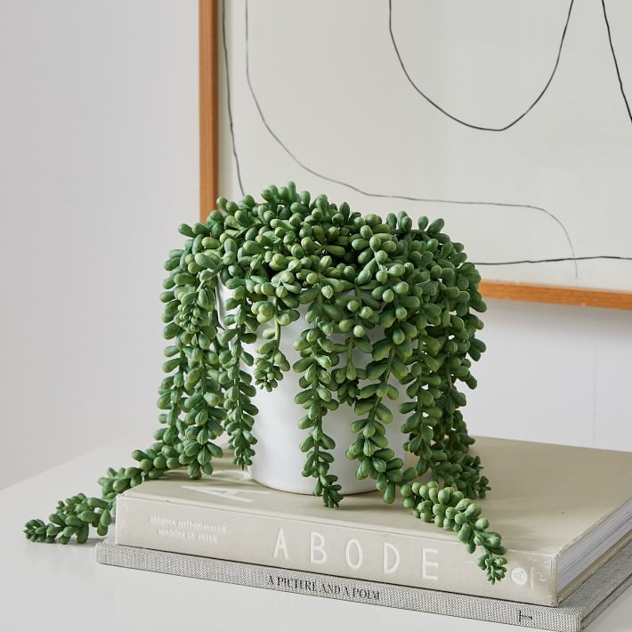 Faux Potted Donkey Tail Plant | West Elm (US)